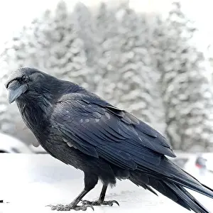 Raven Prints: Raven Curiosity