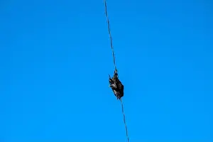Corvus Corax Prints: Raven perched on an electrical power line in Iqaluit, Nunavut, Canada