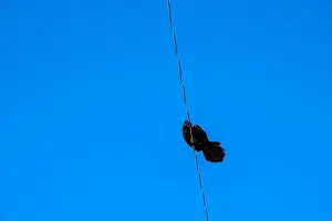 Corvus Corax Prints: Raven perched on an electrical power line in Iqaluit, Nunavut, Canada