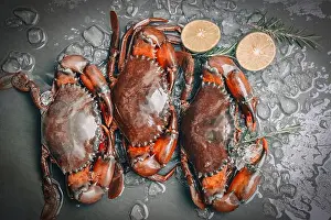 Claw Prints: raw crab on black background, fresh mud crab with ice for cooking food in the seafood restaurant