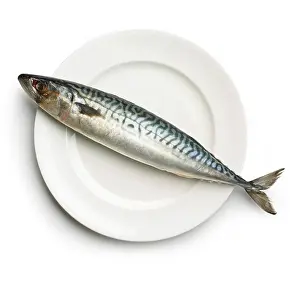 Smell Prints: Raw fish on a plate cut out white background