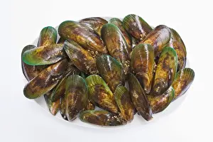 Conformity Prints: Raw Green mussels (Perna canaliculus) on plate, elevated view