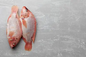 Tilapia Prints: Two raw red tilapia fish on gray stone background, top view