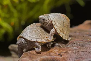 Reptiles Prints: Razorback musk turtle, Keel-backed musk turtle