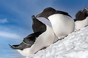 Posed Prints: Razorbill or Torda penguin (Alca torda)
