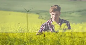 Checkered Prints: Reaching man in red checkered shirt inspecting canola field at farm