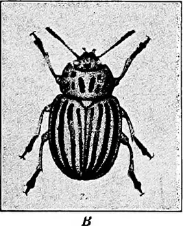 Laws Prints: Readings in evolution, genetics