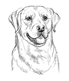 Labrador Retriever Prints: Realistic head of labrador retriever dog vector hand drawing illustration isolated on white background