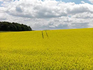 Reap Prints: Reap seed field off Copley Lane/Coldhill Lane, Aberford, Leeds