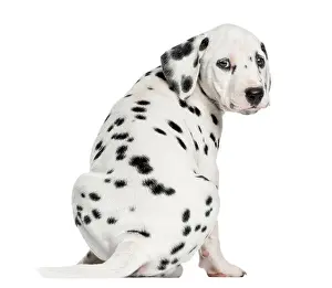 Young Animal Prints: Rear view of a Dalmatian puppy sitting, looking at the camera against white background