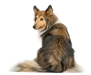 Rear view of a Shetland Sheepdog sitting in front of a white background