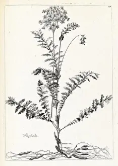 Indicating Prints: Recueil des plantes dessinées et gravées par ordre du roi Louis XIV