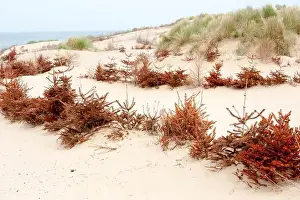 Reuse Prints: recycled christmas trees at formby beach to prevent erosion of sand dunes
