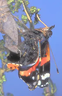 Chrysalis Prints: Red Admiral Butterfly emerging from its chrysalis Picture Four the butterfly has emerged from the chrysalis with its