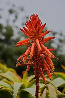 Sea Side Prints: Red aloe flower on California coast