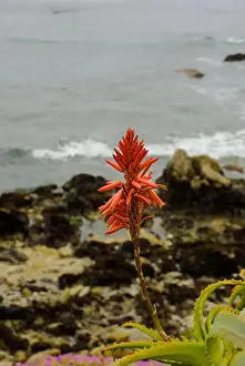 Sea Side Prints: Red aloe flower on California coast