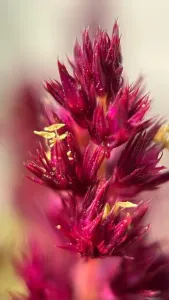Blurred Background Prints: Red amaranthus flowers macro photography