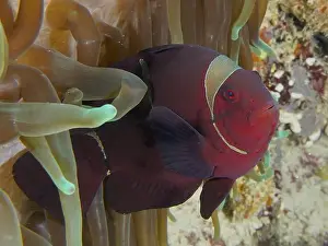 Red Coloured Prints: A red anemonefish, velvet anemonefish