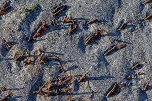 Tubes Prints: Red-banded Bamboo Worm, Axiothella rubrocincta