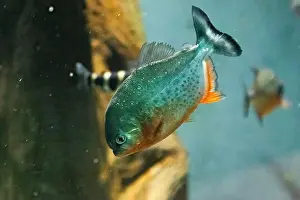 Bellied Prints: red-bellied piranha, also known as the red piranha (Pygocentrus nattereri)