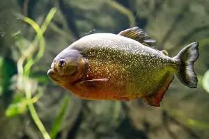 Aquarium Tank Prints: Red-bellied piranha also known as the red piranha (Pygocentrus nattereri)