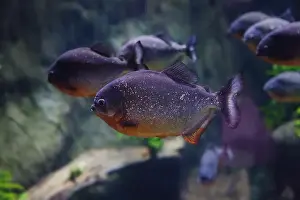 Scavenger Prints: Several Red-bellied piranha (Pygocentrus nattereri)