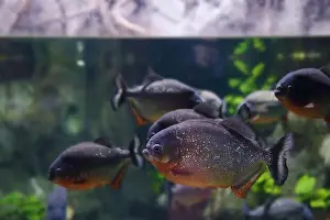 Scavenger Prints: Several Red-bellied piranha (Pygocentrus nattereri)