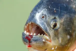 Snout Prints: Red-bellied piranha (Pygocentrus nattereri)