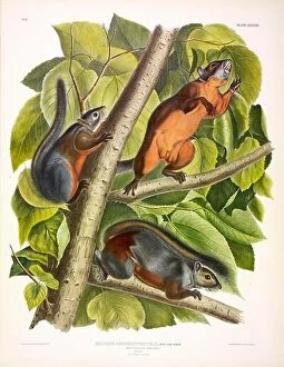 Trending: Red-Bellied Squirrel, Sciurus Feruginiventris, 1845