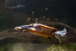 Bellied Prints: A red-bellied turtle (Emydura Subglobosa) swims underwater