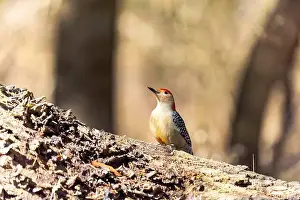 Omnivore Prints: The Red-bellied Wodpecker (Melanerpes carolinus)