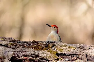 Omnivore Prints: The Red-bellied Wodpecker (Melanerpes carolinus)