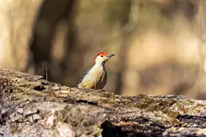 Omnivore Prints: The Red-bellied Wodpecker (Melanerpes carolinus)