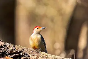 Omnivore Prints: The Red-bellied Wodpecker (Melanerpes carolinus)