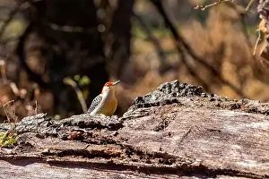 Omnivore Prints: The Red-bellied Wodpecker (Melanerpes carolinus)