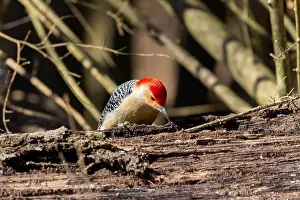 Omnivore Prints: The Red-bellied Wodpecker (Melanerpes carolinus)