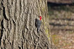 Omnivore Prints: The Red-bellied Wodpecker (Melanerpes carolinus) taking away the seeds and hide them under the bark of a tree