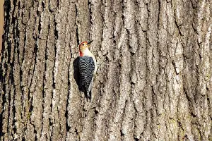Omnivore Prints: The Red-bellied Wodpecker (Melanerpes carolinus) taking away the seeds and hide them under the bark of a tree