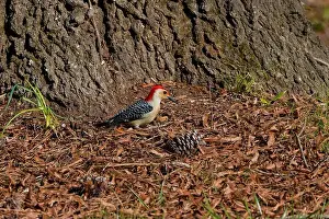 Omnivore Prints: The Red-bellied Wodpecker (Melanerpes carolinus) taking away the seeds and hide them under the bark of a tree