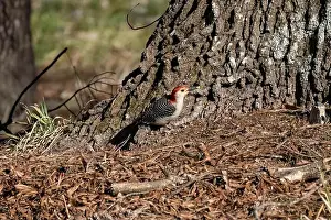 Omnivore Prints: The Red-bellied Wodpecker (Melanerpes carolinus) taking away the seeds and hide them under the bark of a tree