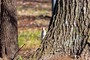 Omnivore Prints: The Red-bellied Wodpecker (Melanerpes carolinus) taking away the seeds and hide them under the bark of a tree
