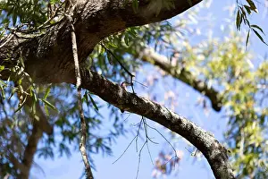 Alive Prints: Red-bellied woodpecker (Melanerpes carolinus) eating an acorn on a tree limb