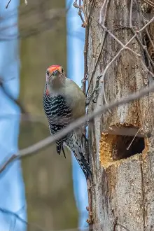Woodpecker Prints: A Red-bellied Woodpecker (Melanerpes carolinus) near its nest hole in a dead tree in Springtime in Michigan