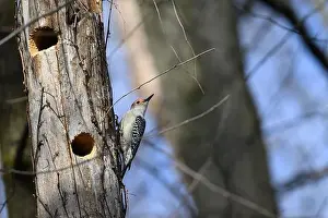 Woodpecker Prints: A Red-bellied Woodpecker (Melanerpes carolinus) near its nest hole in a dead tree in Springtime in Michigan