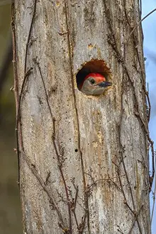 Woodpecker Prints: A Red-bellied Woodpecker (Melanerpes carolinus) near its nest hole in a dead tree in Springtime in Michigan
