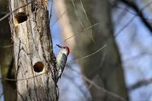 Woodpecker Prints: A Red-bellied Woodpecker (Melanerpes carolinus) near its nest hole in a dead tree in Springtime in Michigan