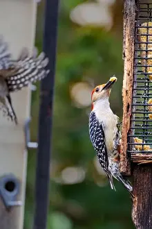 Eats Prints: A red-bellied woodpecker with a piece of suet in his beak hangs on the side of a birdfeeder in Northeast Indiana