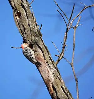 Bellied Prints: Red-Bellied Woodpecker at Work High Above in a Tree