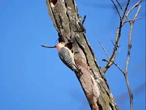 Bellied Prints: Red-Bellied Woodpecker at Work High Above in a Tree