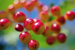 Crimson Prints: Red berries of viburnum ripen close-up in the summer with a beautiful bokeh